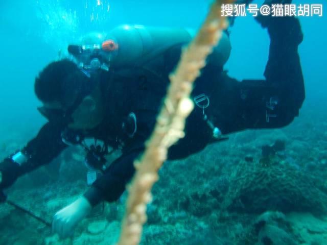 麻油猪血的做法,麻油猪血怎么做好吃,麻油猪血-专业问答网站
